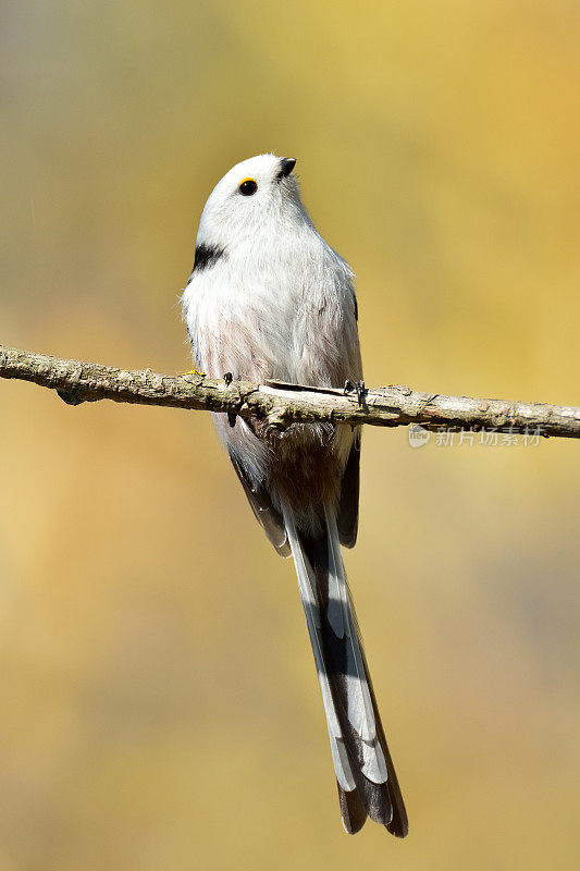 自然生境中的长尾山雀(aegithalos caudatus)